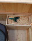 Einstreu-Kiste aus Holz – Toilette Modell WIESE