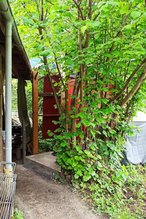 Referenz · Komposttoilette WIESE, schwedenrot - Ponygehege Schilksee 3
