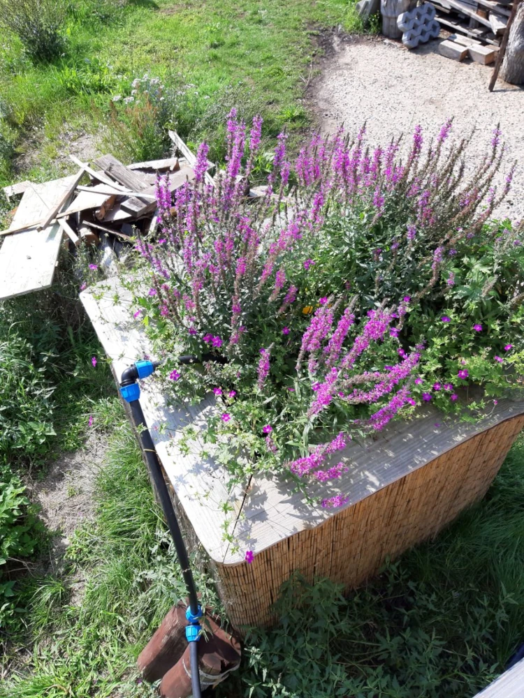 BioClaire gepflanzter Grauwasserfilter mit blühenden Wasserpflanzen