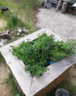 BioClaire_Gepflanzter_Filter_fuer_Grauwasser_und_Urin-6