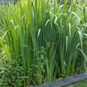 Phyto-Reinigung
