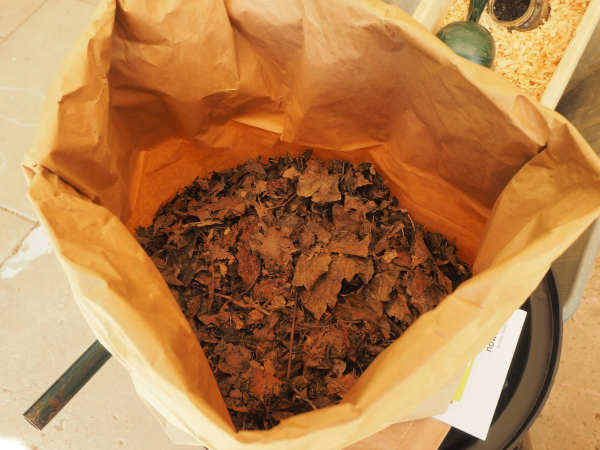 Trockenes Laub als Einstreu für die Komposttoilette